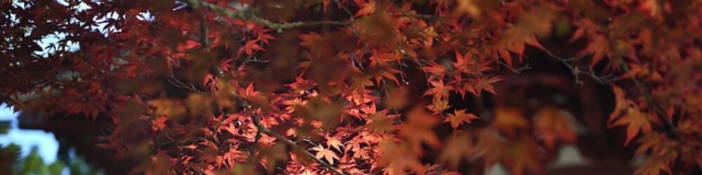 Header Image